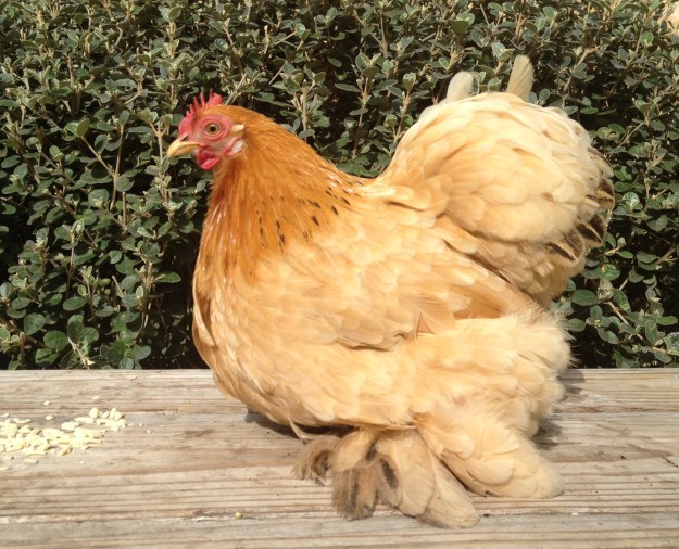 The official portrait of Emily Watson