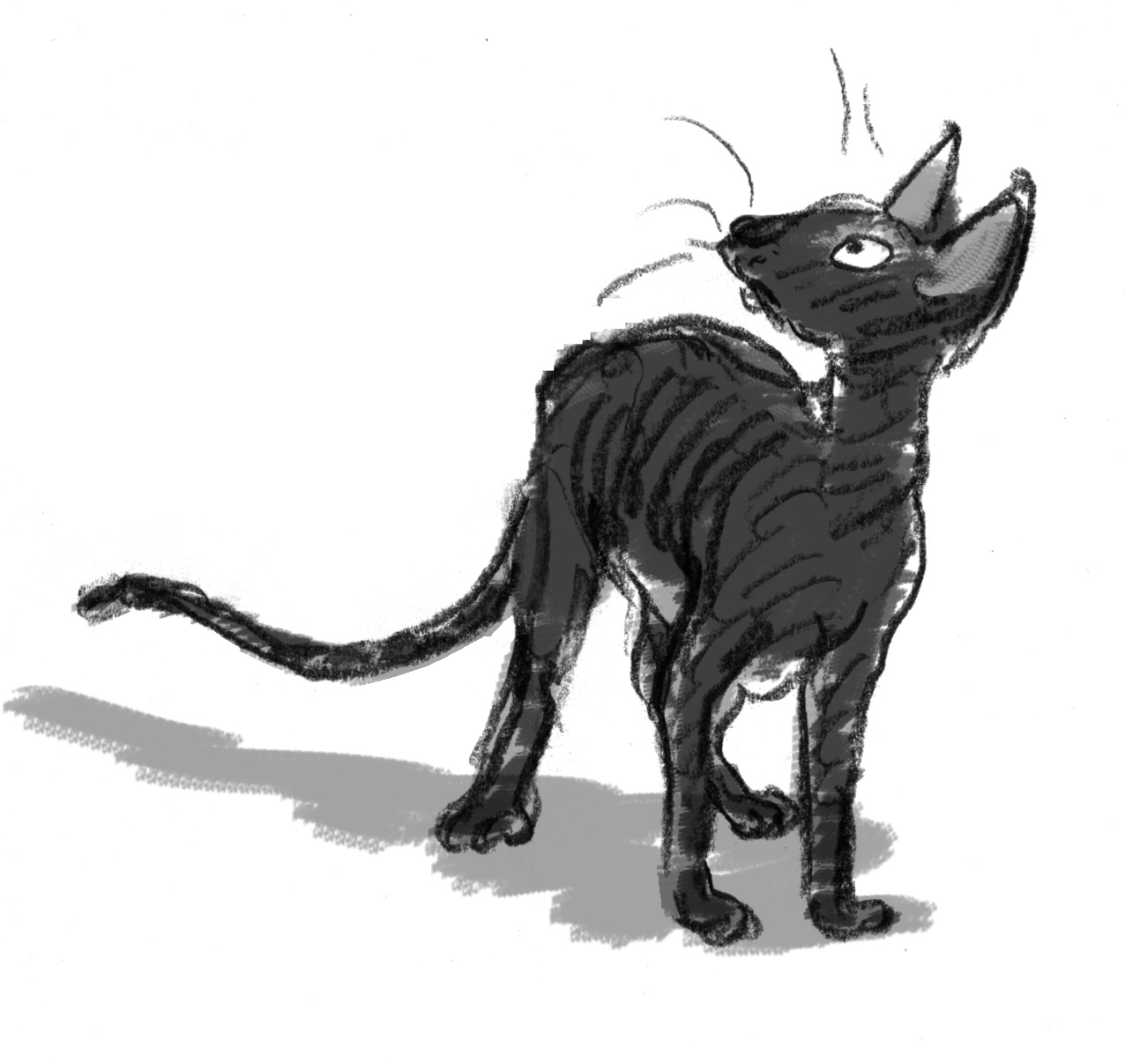 Cornish Rex character lores grey