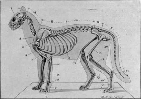 A cat skeleton showing the position of the shoulder joint at the front of the cat, rather than up around the area we would call the 'withers' in a horse. 