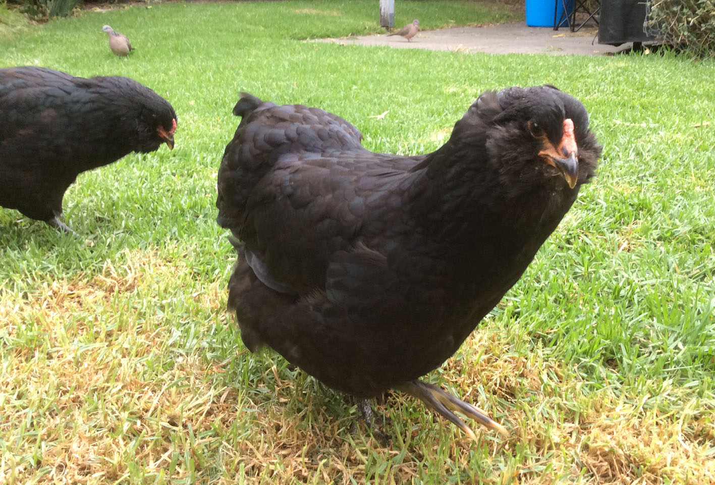 Rose in the foreground... just in case the camera is edible.