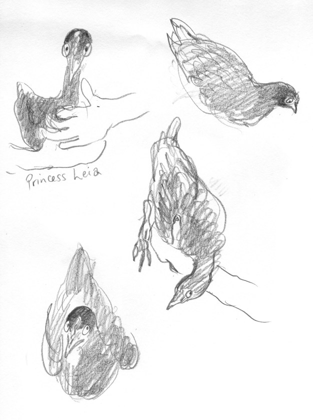 Princess Leia finding this whole thing rather alarming