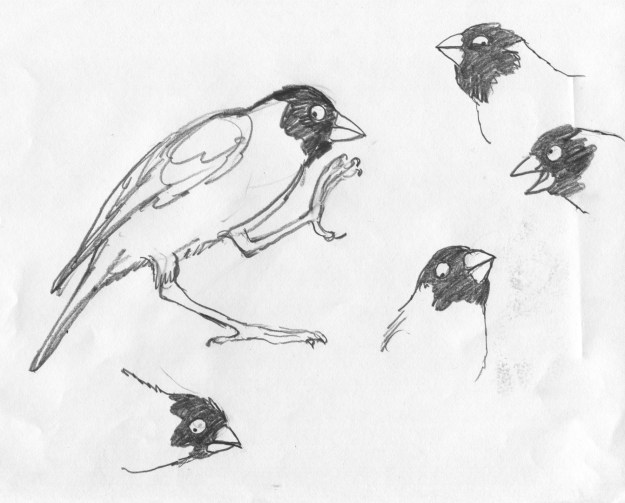 finch faces
