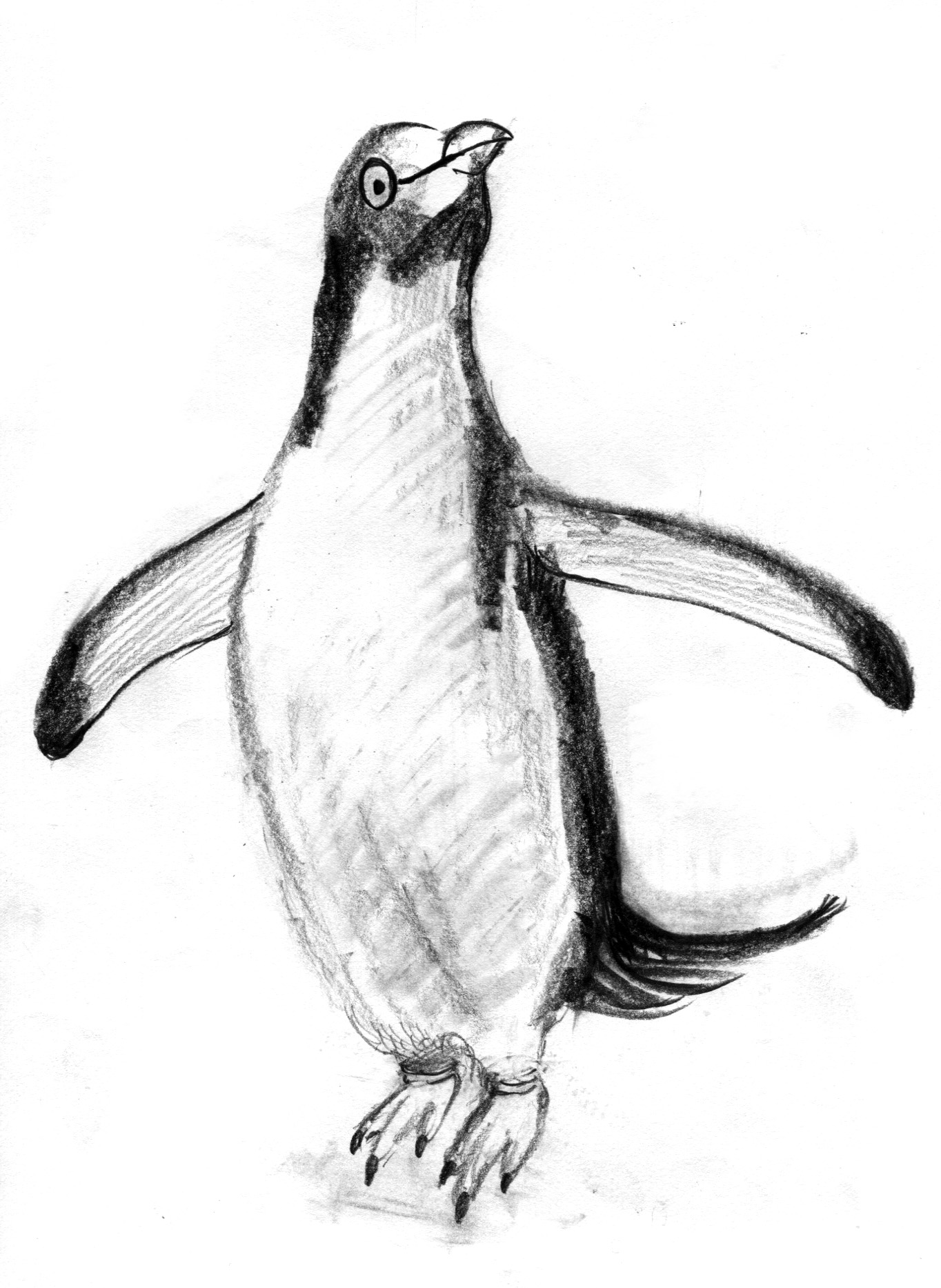penguin very first pencil sketch