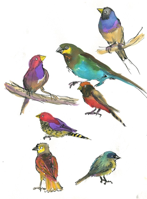 saturated finches