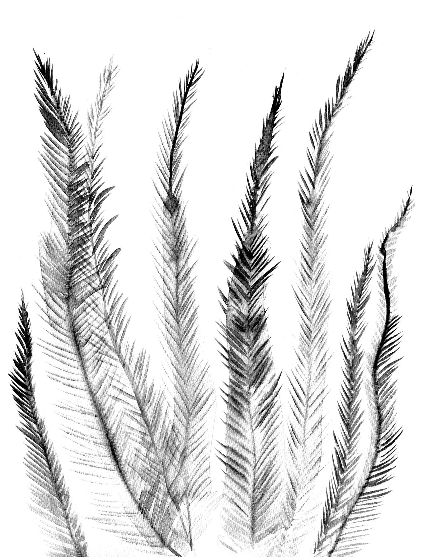 feathery tester lores