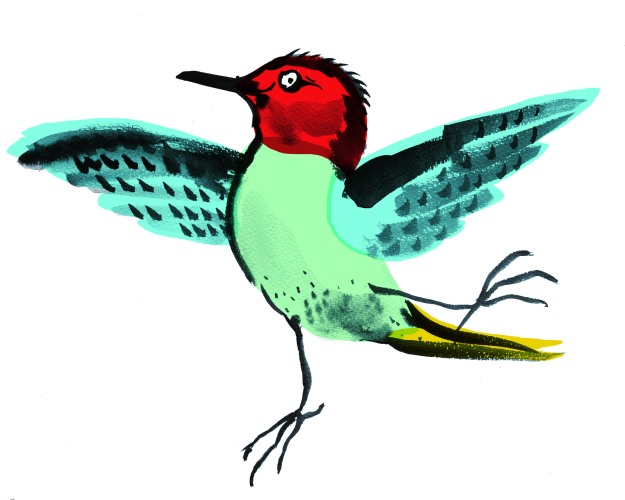 woodpecker colour flat