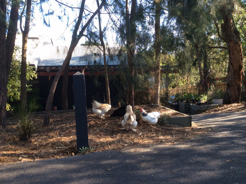 chicken conference in driveway.jpg