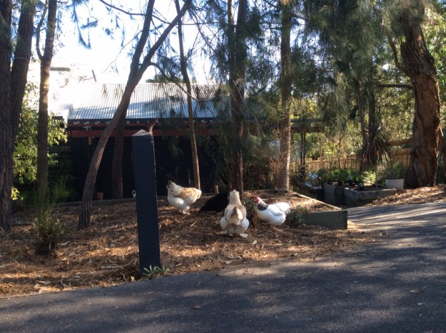chicken conference in driveway.jpg