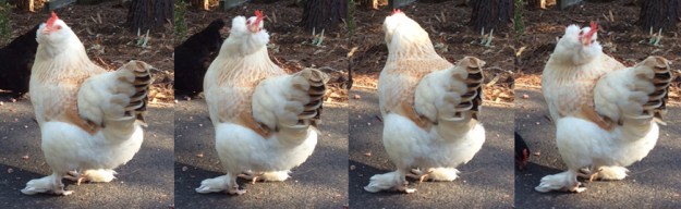 Takara spots a kookaburra.jpg